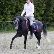 Welsh Pony (sec B) Clausholm Lord Joker