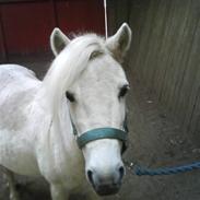 Shetlænder Snefnug