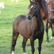 Anden særlig race Smokie