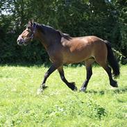 Koldblodstraver Don Damask *solgt*