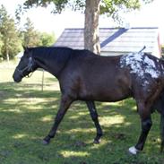 Appaloosa Dyrehavens Thunder magpie