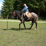 Appaloosa Dyrehavens Thunder magpie