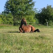 Palomino Charming Mr. Mister