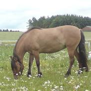 Anden særlig race Stella