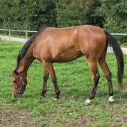 Palomino Charming Mr. Mister