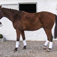 Palomino Charming Mr. Mister