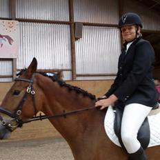 Dansk Varmblod Pyrussander Elevhest