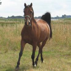 Arabisk fuldblod (OX) Bojkij OX