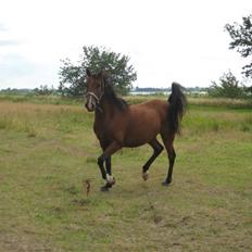 Arabisk fuldblod (OX) Bojkij OX