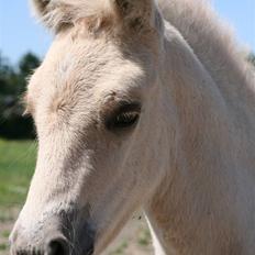 Fjordhest Calle Frølunde