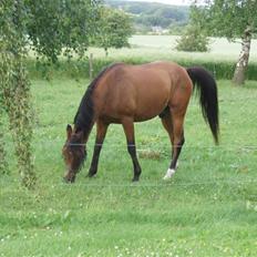 Arabisk fuldblod (OX) Fighter OX 955