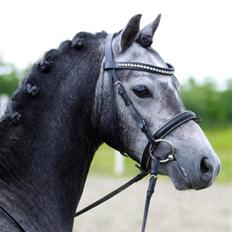 Welsh Pony (sec B) Clausholm Lord Joker