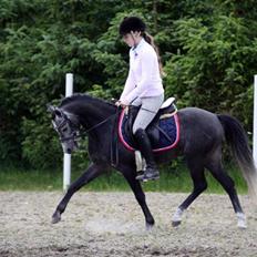 Welsh Pony (sec B) Clausholm Lord Joker