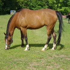 Arabisk fuldblod (OX) Manila OX 2955