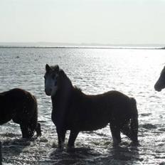 Welsh Mountain (sec A) Clausholm Dot