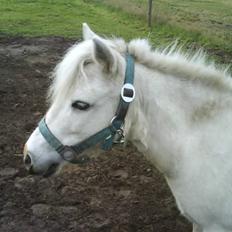 Shetlænder Snefnug