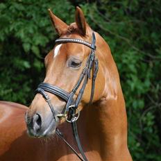 Tysk Sportspony Coccolina de luxe