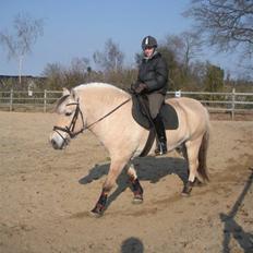 Fjordhest victor R.I.P