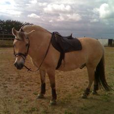 Fjordhest victor R.I.P