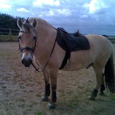 Fjordhest victor R.I.P