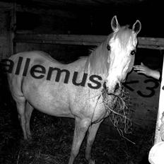 Anden særlig race Daisy