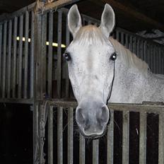 Arabisk fuldblod (OX) Meteor ox 