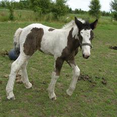 Irish Cob Princess Lynn *solgt*