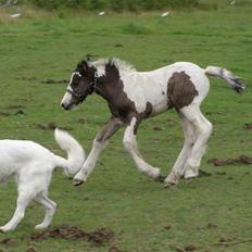 Irish Cob Princess Lynn *solgt*