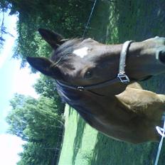 Anden særlig race essie  solgt 