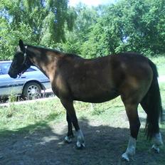 Anden særlig race essie  solgt 