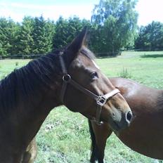 Anden særlig race essie  solgt 