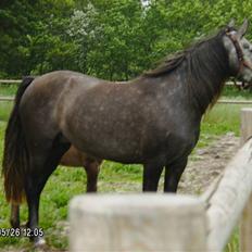 Pura Raza Española Contessa