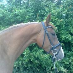 Anden særlig race I Wish (Solgt)