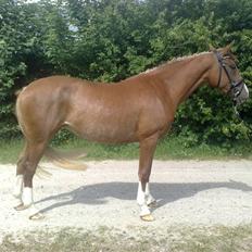 Anden særlig race I Wish (Solgt)