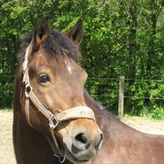 Anden særlig race Shadow