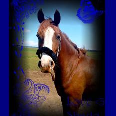 Arabisk fuldblod (OX) ryttergårdens Shado