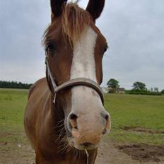 Arabisk fuldblod (OX) ryttergårdens Shado