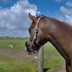 Arabisk fuldblod (OX) ryttergårdens Shado