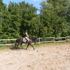 Anden særlig race Whesley