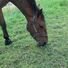 Palomino Charming Mr. Mister