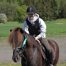 Islænder †  Laufi frá Hjalla  †  Min engel!