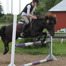 Islænder †  Laufi frá Hjalla  †  Min engel!