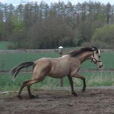 Welsh Partbred (Sec F) Daugaards Magnifique