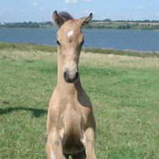 Welsh Partbred (Sec F) Daugaards Magnifique