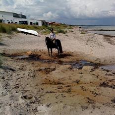 Anden særlig race sniffer *SOLGT*