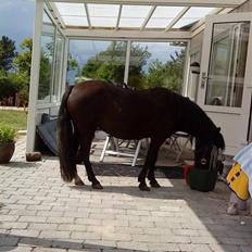 Anden særlig race sniffer *SOLGT*