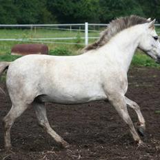 Welsh Partbred (Sec F) Gnisten