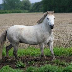 Welsh Partbred (Sec F) Gnisten