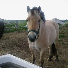 Fjordhest Rune Åby Farvel Min Skat.