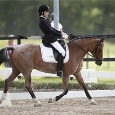 Hollandsk Sportspony Miss-Shadow (Aflivet)